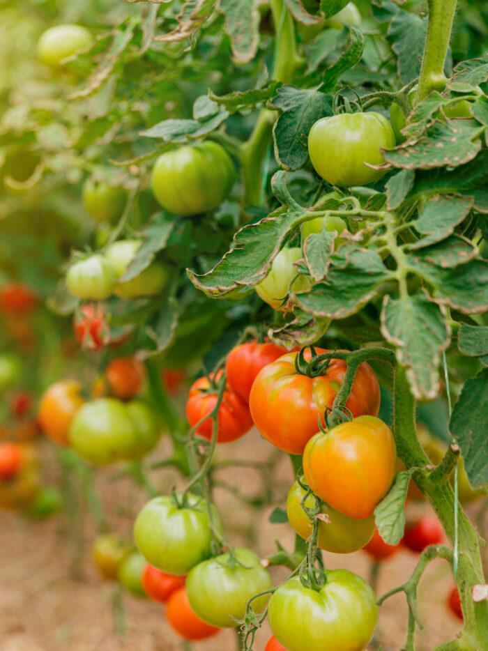 Agriculture